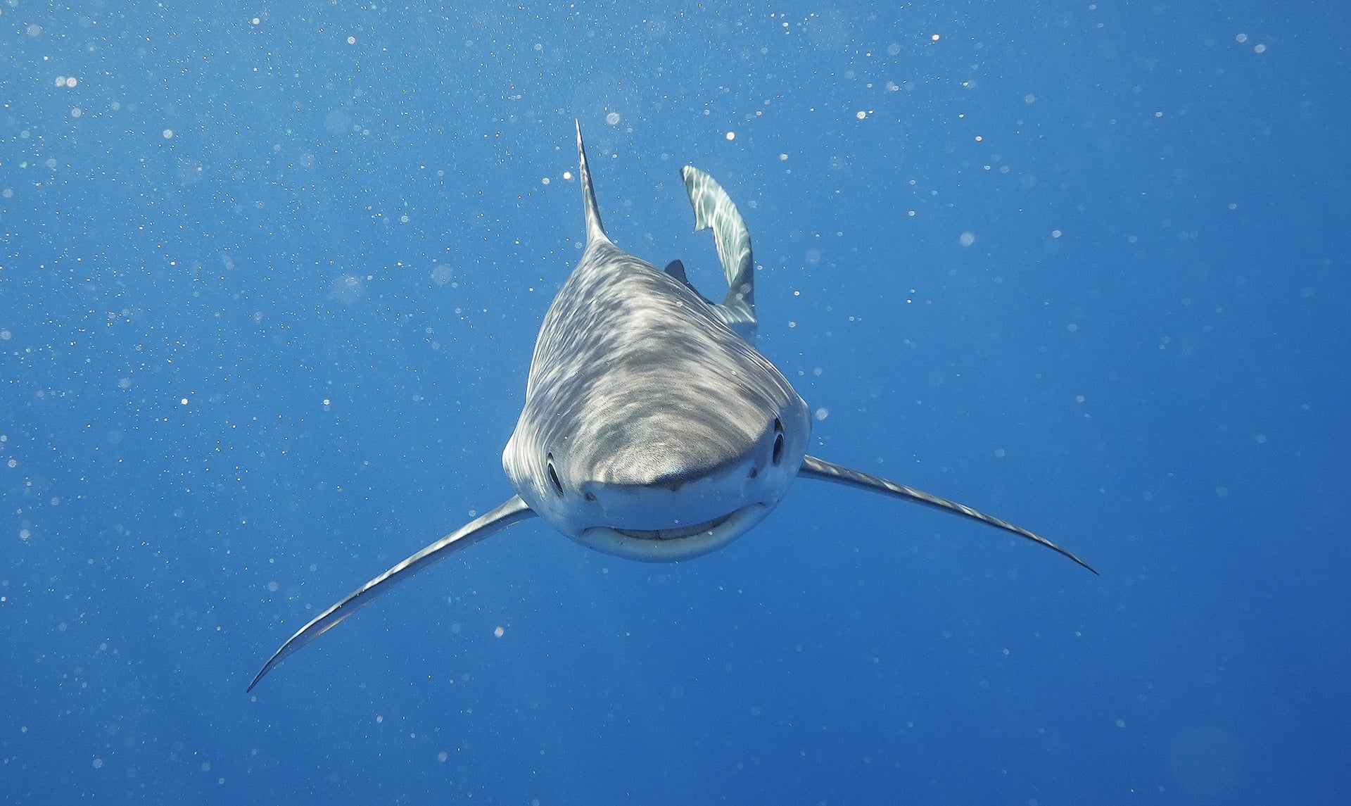 Exposition "Découverte du Gouf de Capbreton"