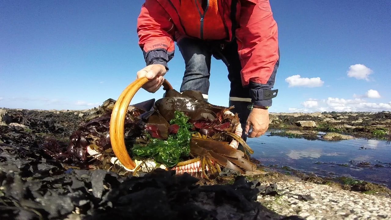 Algues cueillette et cuisine – Détente Origin’Algues