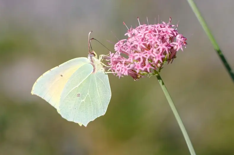 Découverte des papillons