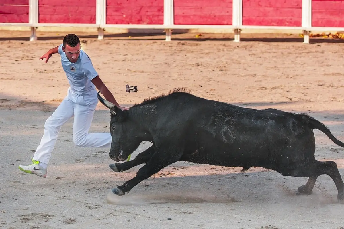 Course camarguaise - 49ème Finale Trophée de la Saint-Roch