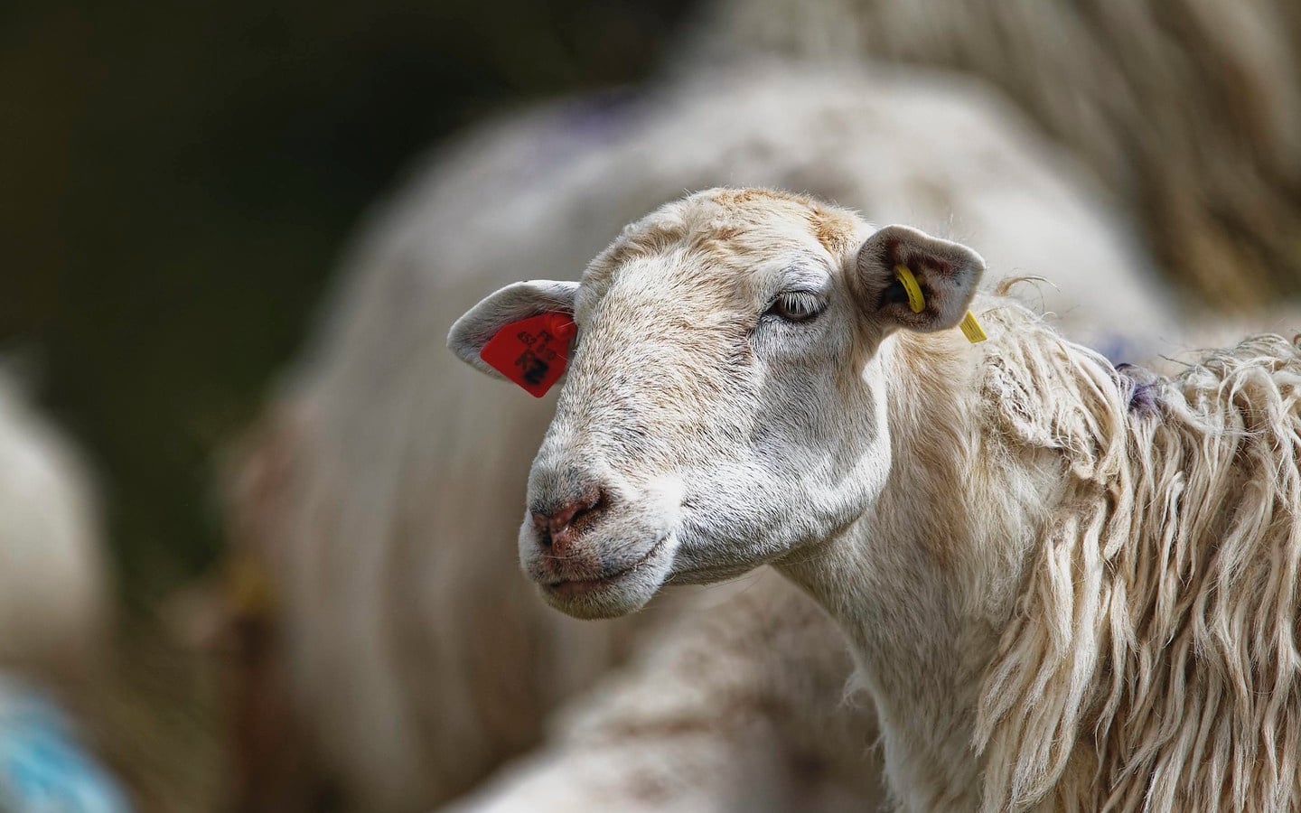 Randonnée accompagnée : A la découverte du fromage de brebis, des pâturages à la dégustation