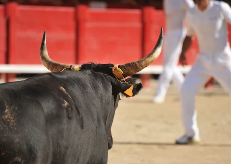 La course camarguaise expliquée