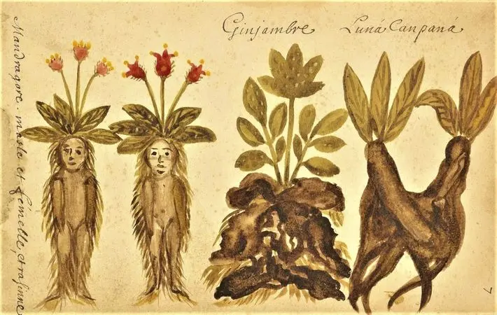 Visite en scène : Femmes, Plantes et Savoirs au temps d'Hildegarde