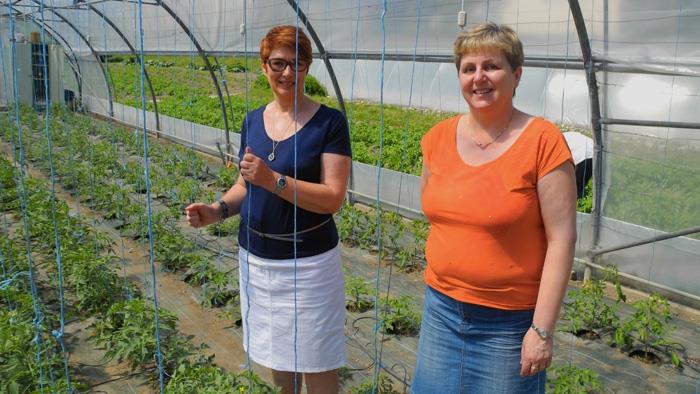 Belval en Fleurs – ventes de plants légumes et Fleurs !