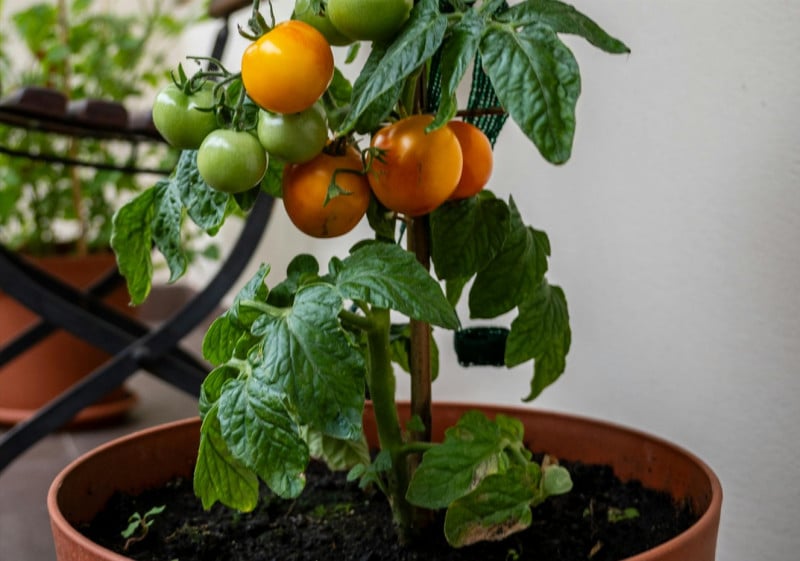 Événement Nature & Vous - Mon balcon se mange !