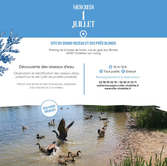 Observez les oiseaux d'eau