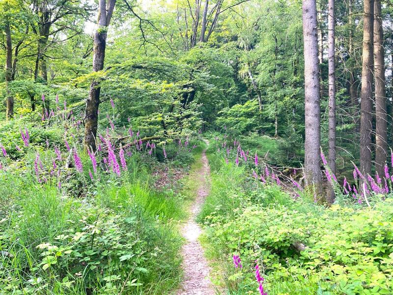 Visite de la Réserve nationale de chasse et de faune sauvage de la Petite-Pierre