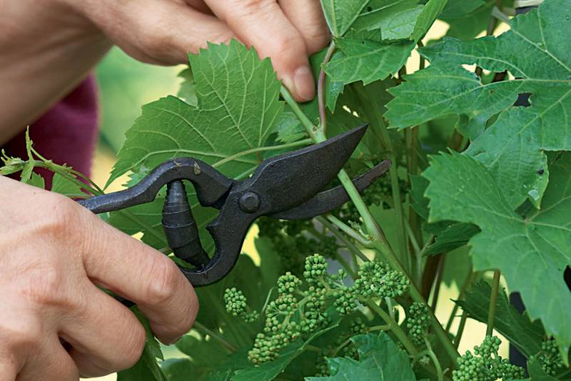 Journée végétale au jardin de la forge fleurie