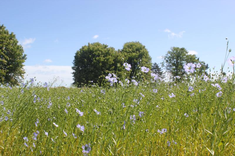 Balade nature découverte des plantes sauvages comestibles et médicinales