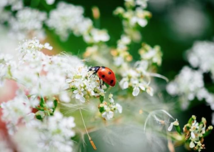 EXPOSITION « INSECTES, UNE EXTRAORDINAIRE DIVERSITÉ »