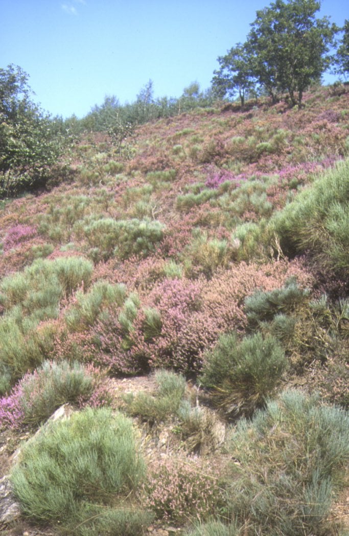 A la découverte de la flore du Mont Gargan