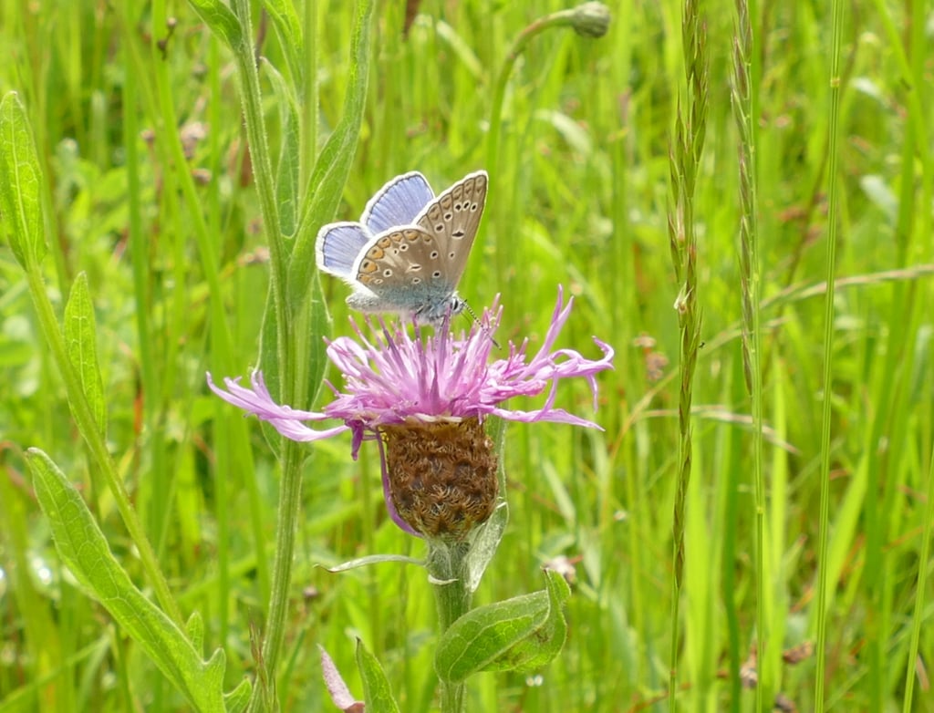 Découverte des plantes sauvages