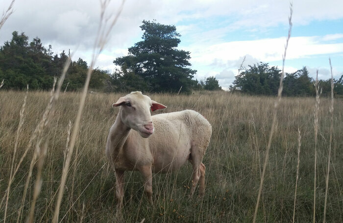 Larzac ! - Philippe Durand