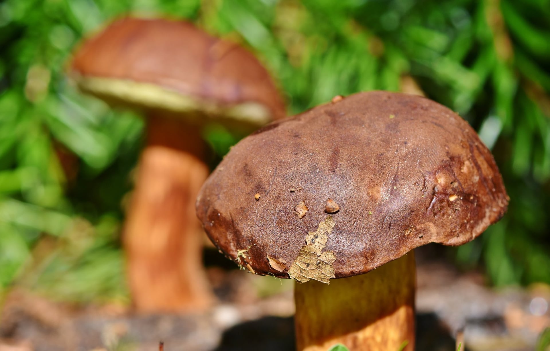 Exposition de champignons