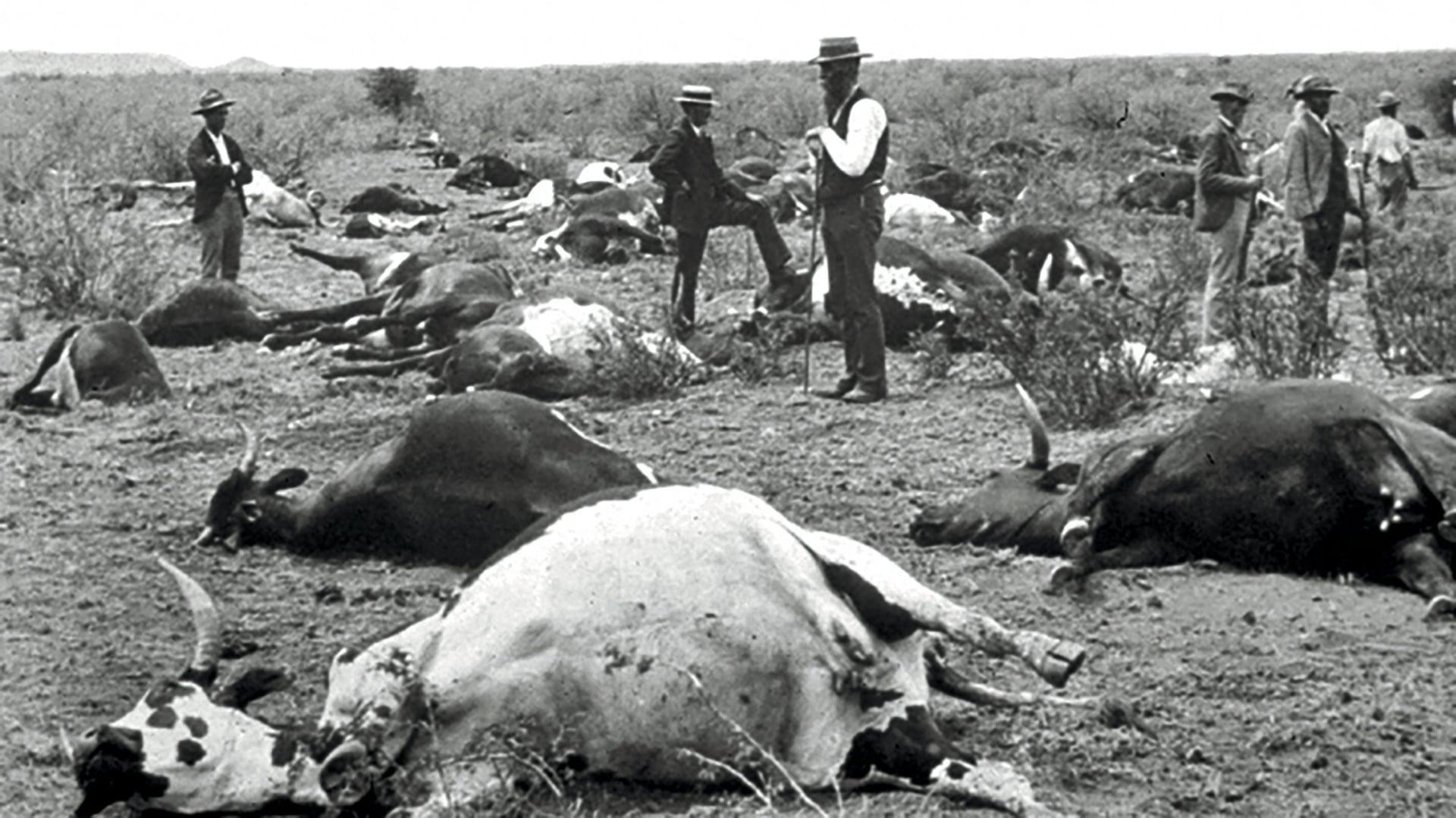 Jeudis de l'archéologie – Archéologie des épidémies animales : ce que nous disent les os