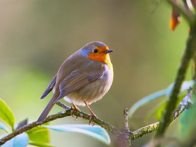 Sortie : Les oiseaux du Ballon d'Alsace