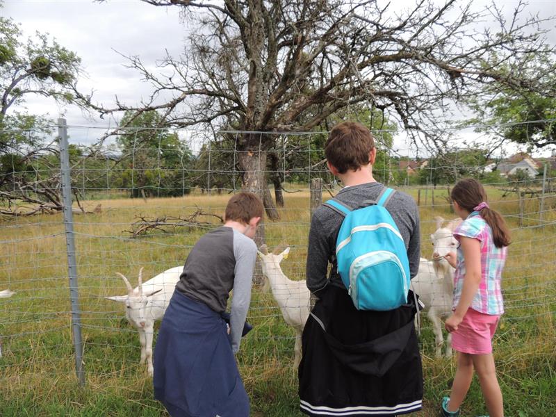 Atelier : les animaux de la ferme
