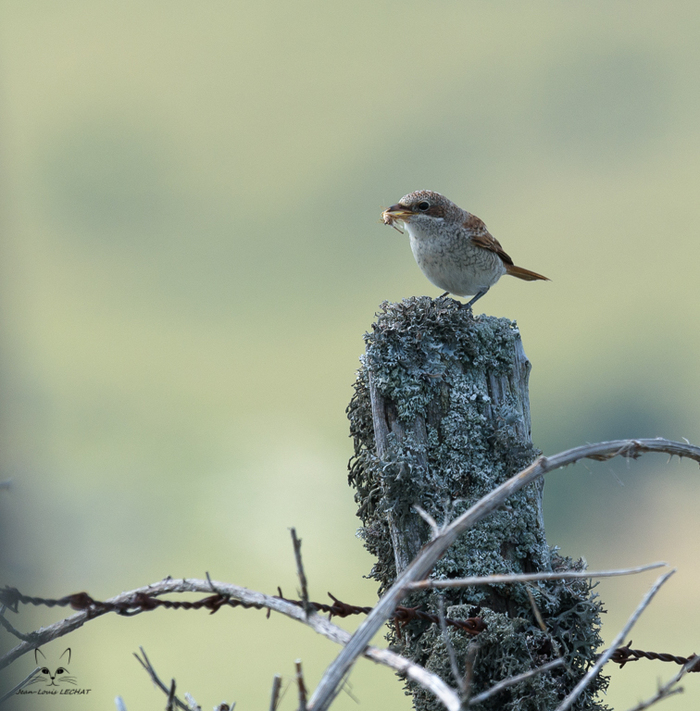 Oiseaux dans une ambiance pastorale