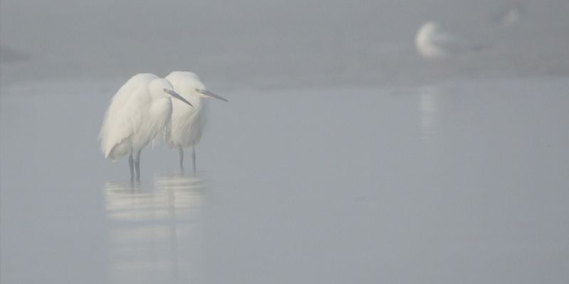 Le bal hivernal des oiseaux
