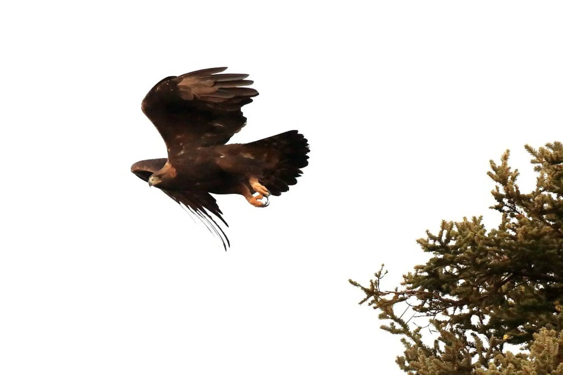 Conférence : les rapaces des Ecrins