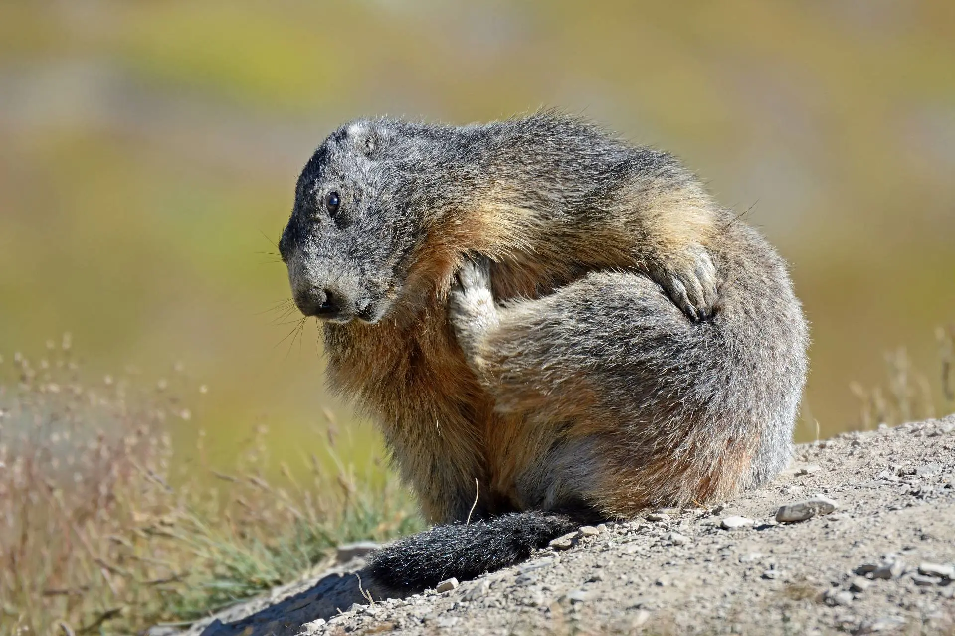 Apéro raclette avec les marmottes