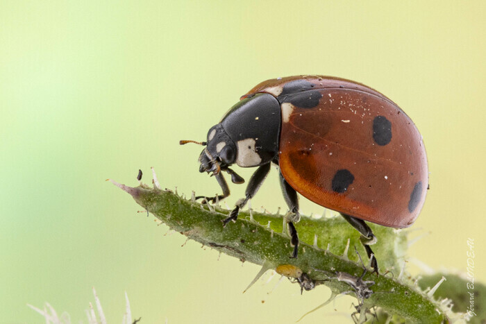 Le monde secret des coccinelles
