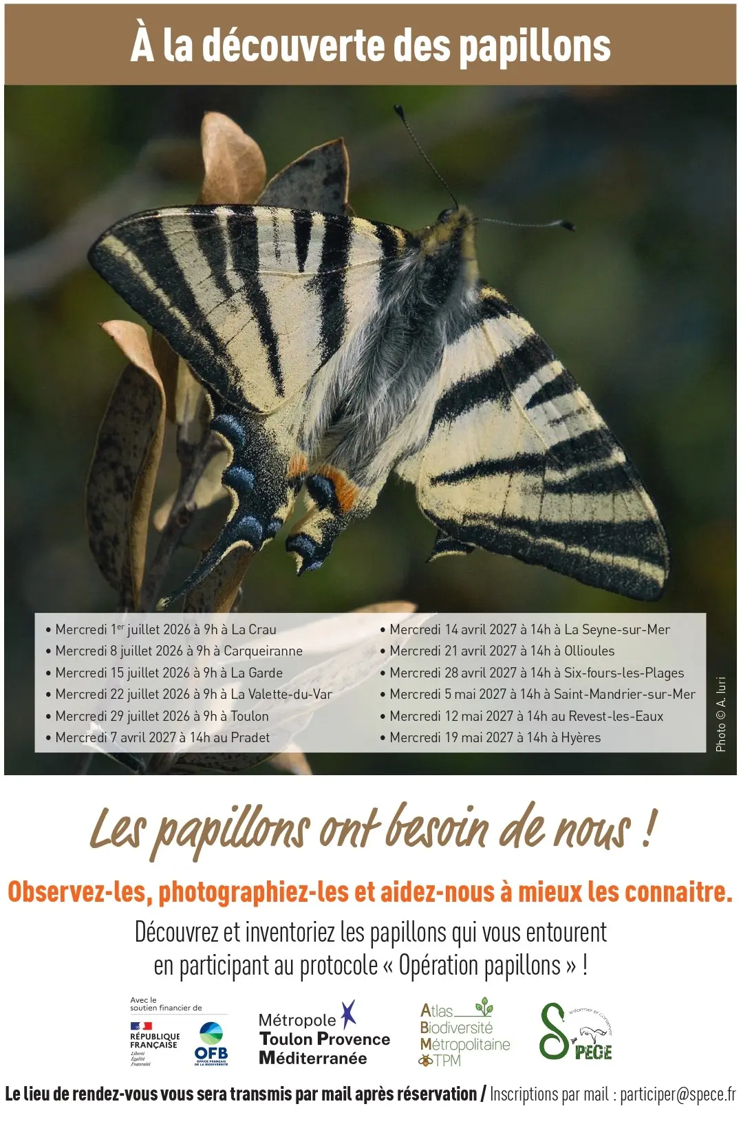 Sortie nature - À la découverte des papillons