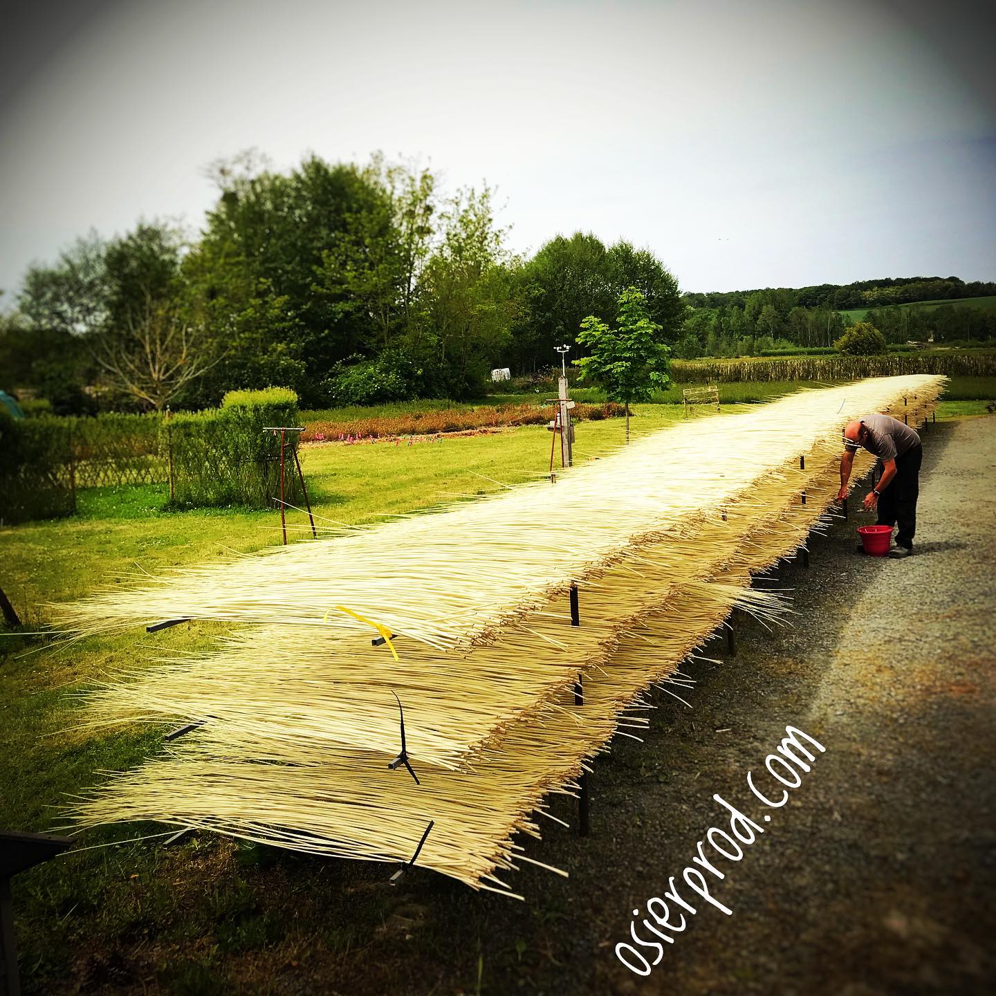 Visite d'une exploitation productrice d'osier "la pèlerie"