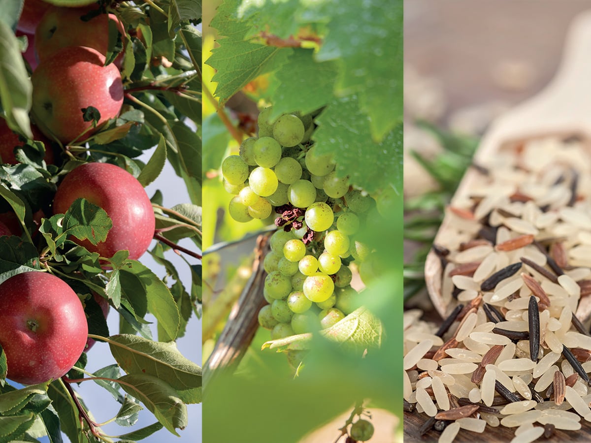 FOIRE DE LA POMME, DU VIN ET DU RIZ