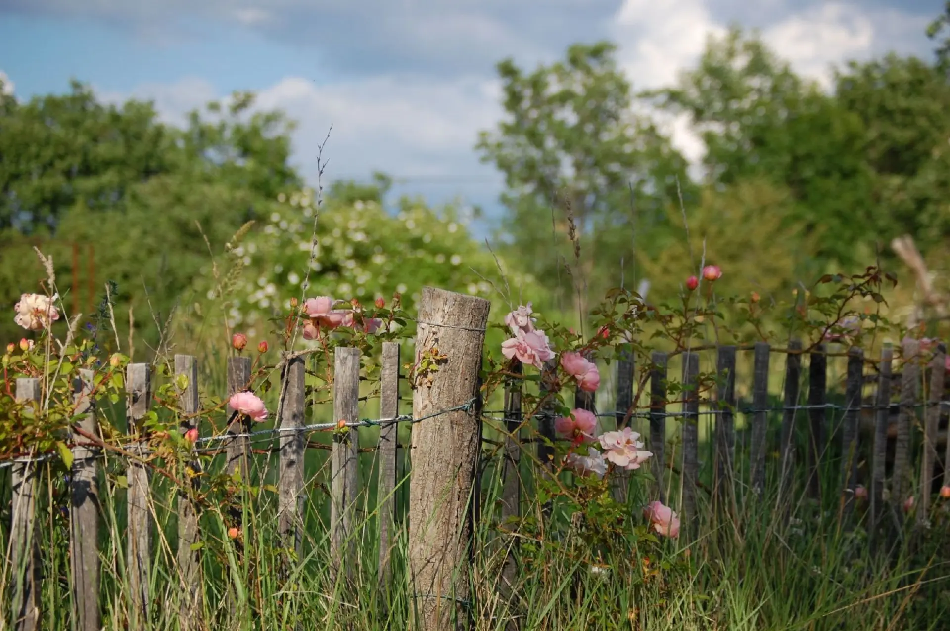 Les rendez-vous aux jardins : La roseraie de Gérenton