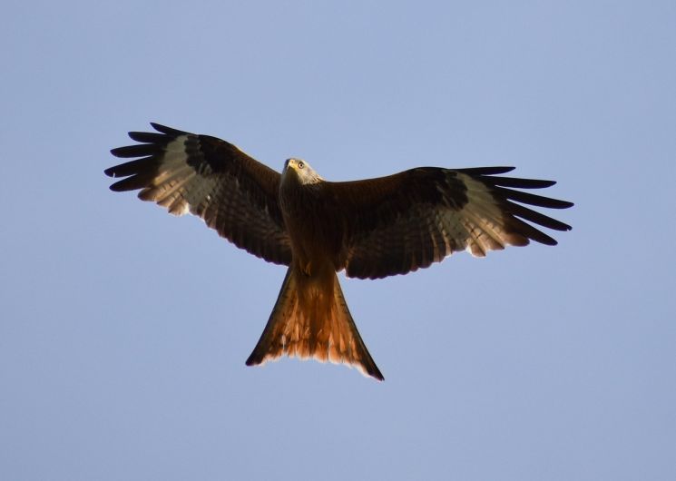 BALADE NATURALISTE : DÉCOUVERTE DES RAPACES ET PLANTES COMESTIBLES