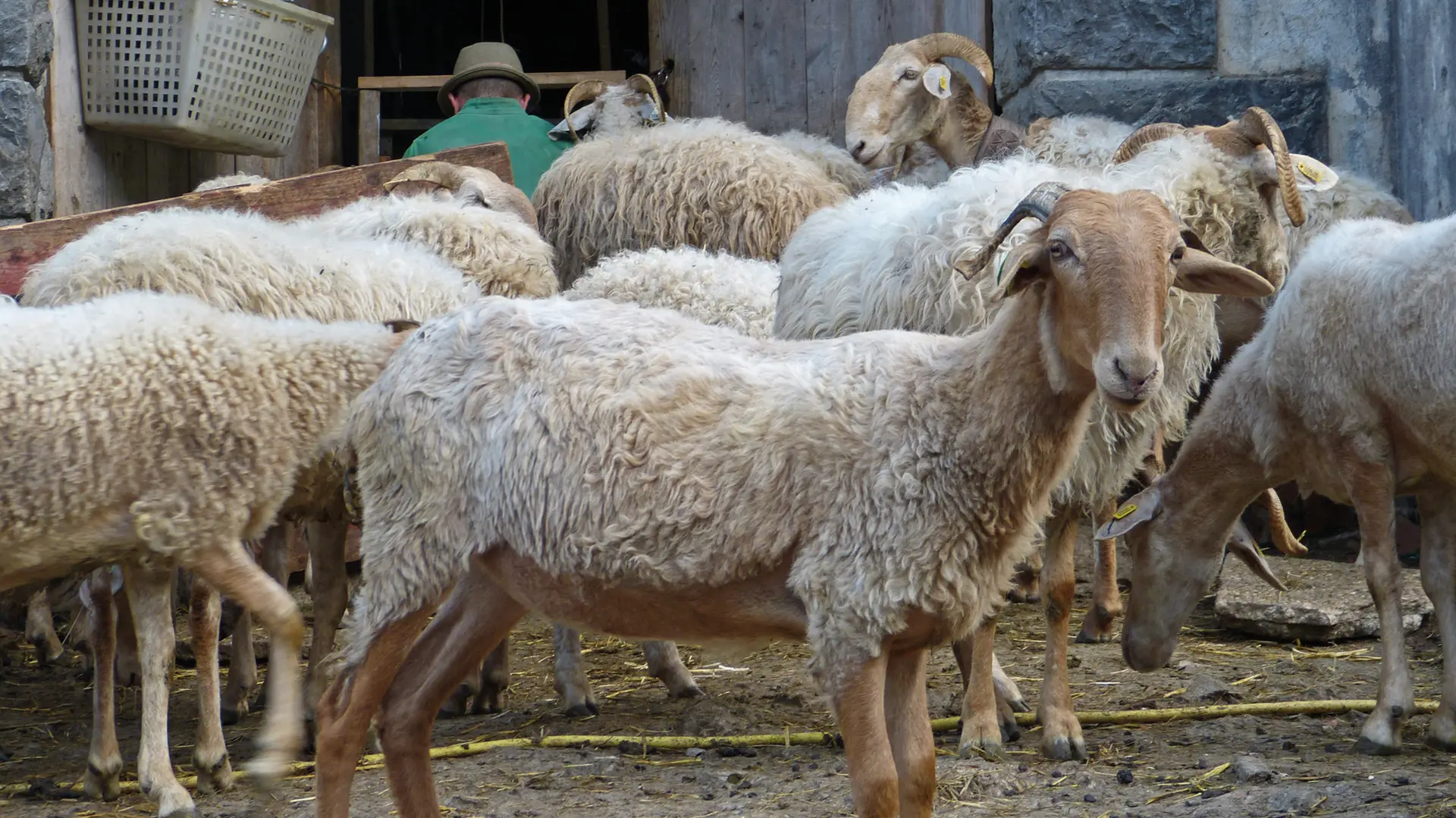 À la découverte du monde pastoral