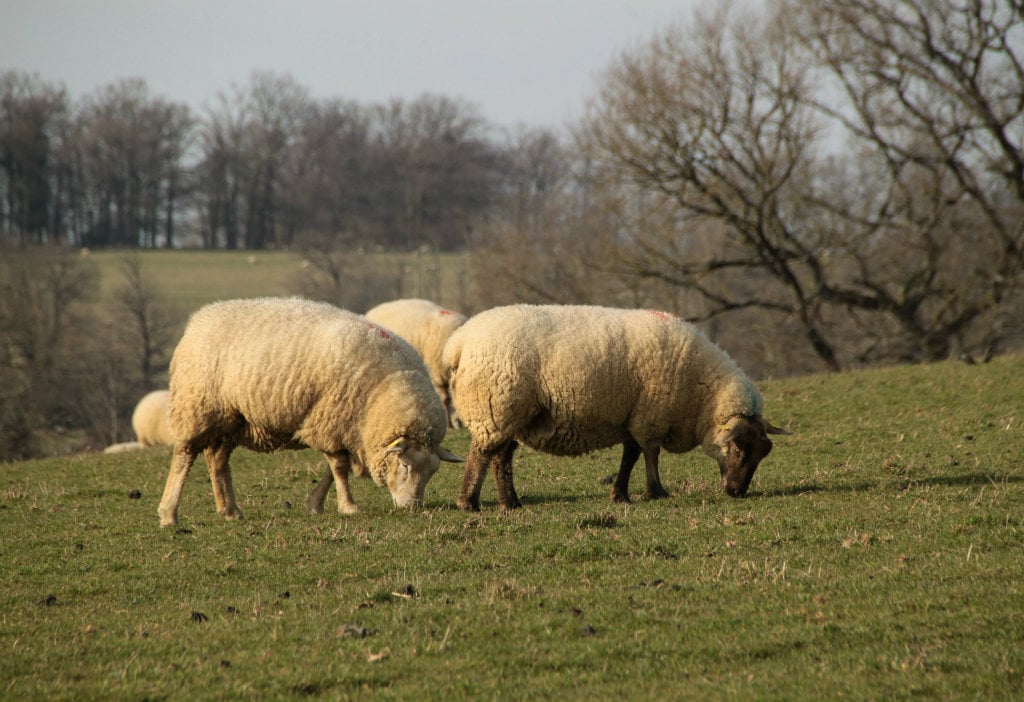 Fête du mouton