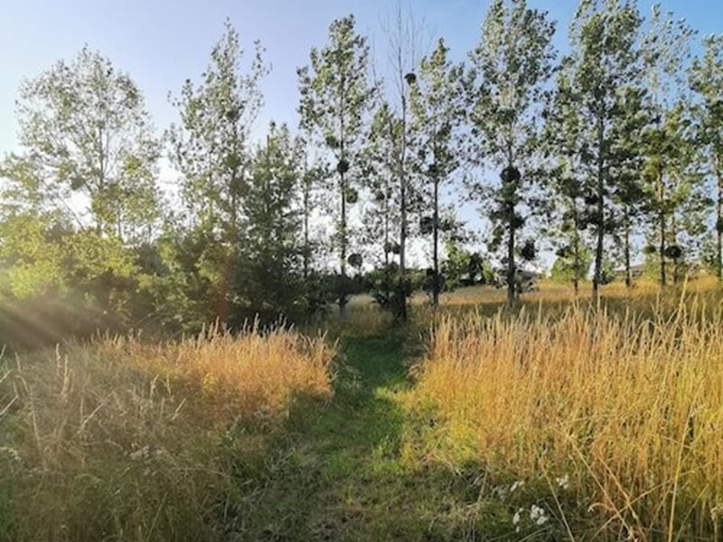 Fête de la nature : Balade découverte à Grignols