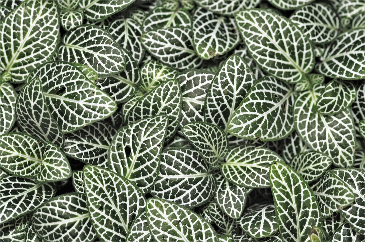 Biennale de Gourdon "Végétal"