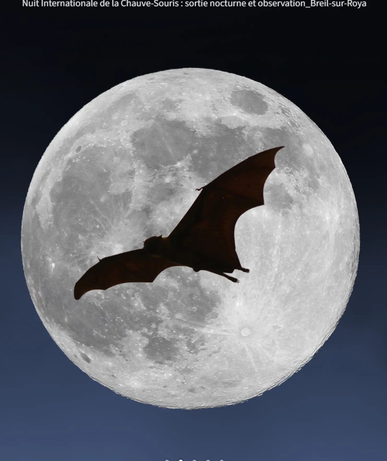 Nuit Internationale de la Chauve-Souris : Observation et contes en déambulation