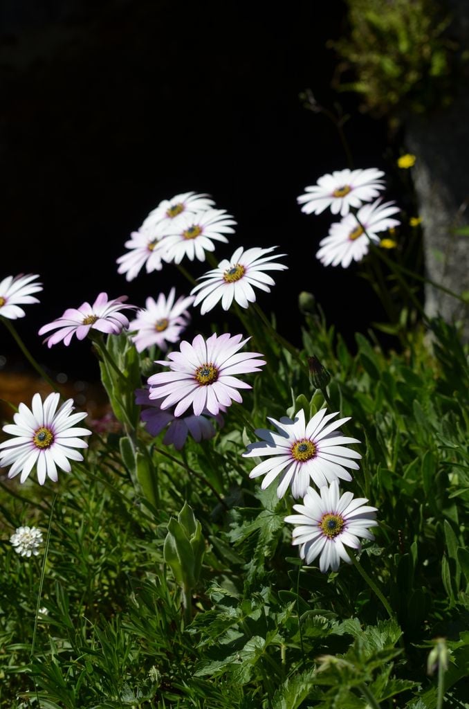 Marché aux plants - fleurs