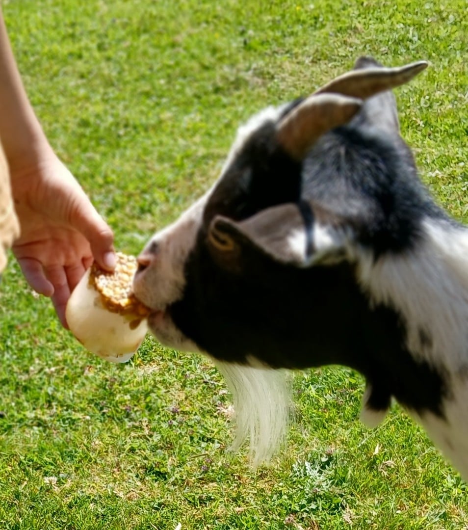 Le goûter givré des animaux