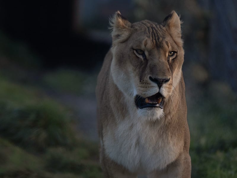 Nocturnes au Zoo-refuge La Tanière