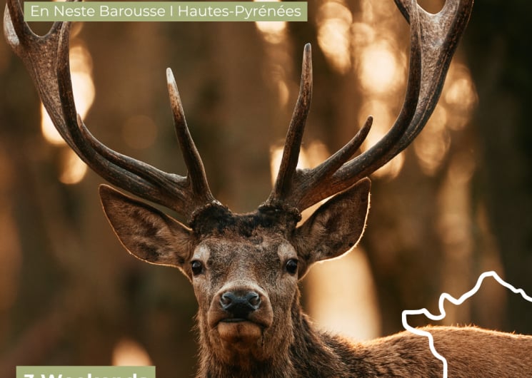 BRAME DU CERF 2026 – Sortie & séjour