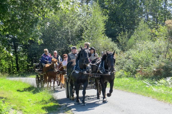 Eté actif - Balade en calèche