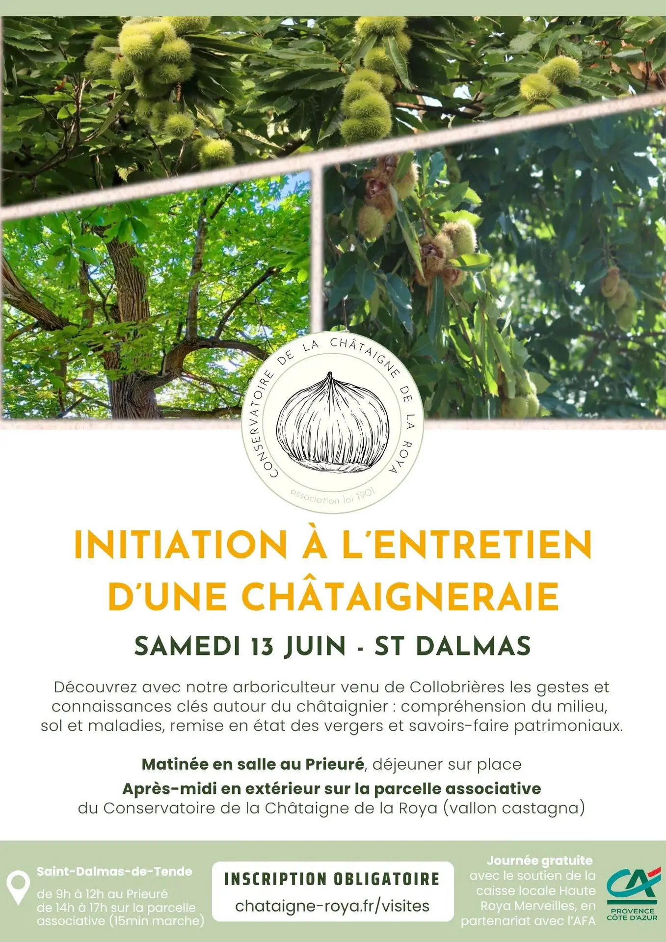 Initiation à l'entretien d'une châtaigneraie