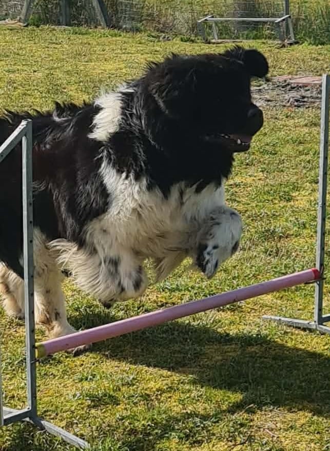Obéissance canine + C.S.A.U.