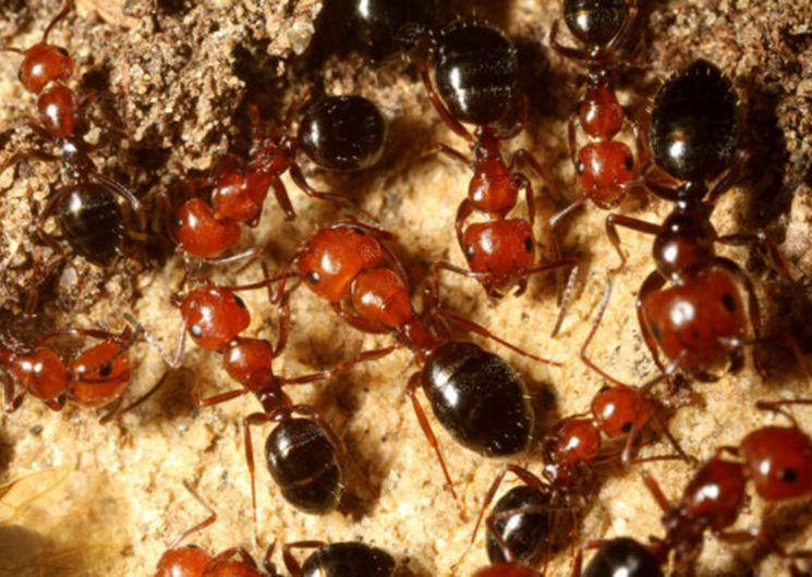 Micro-safari en herbe