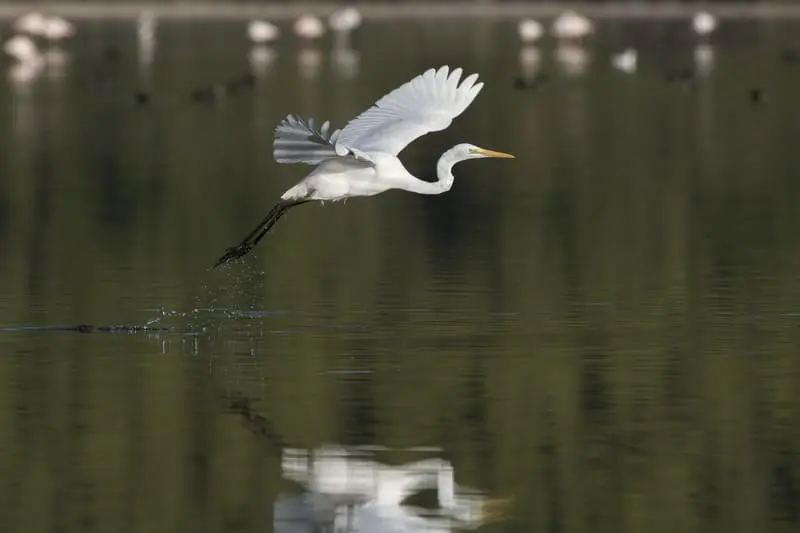 Exposition : biodiversité, regards croisés sur la faune et la flore locale