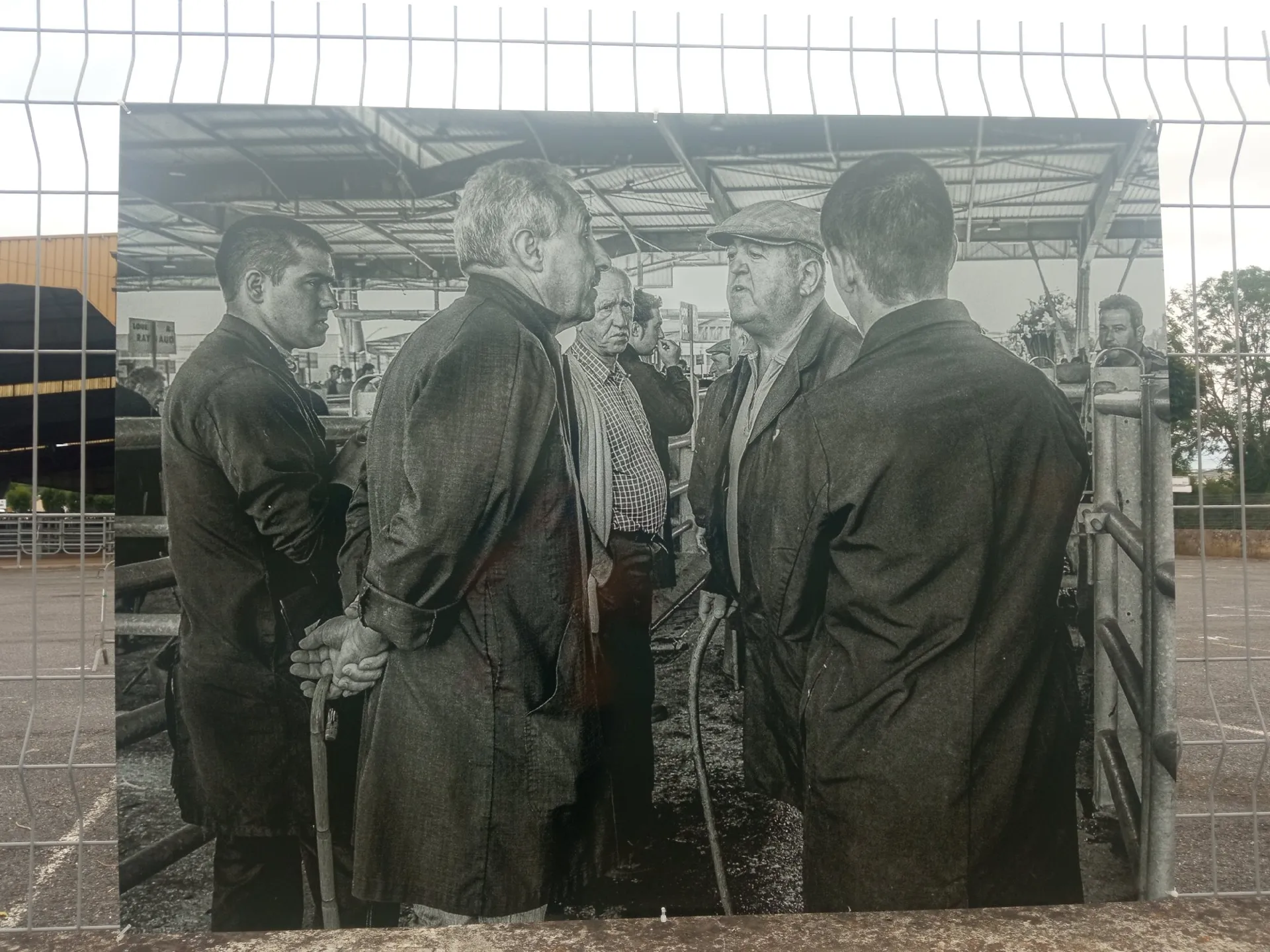 Exposition de photos « La vie du Marché aux bestiaux de Laissac » à Laissac