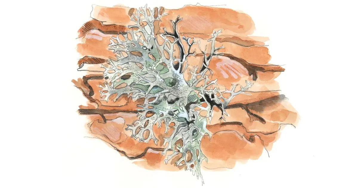 CONFERENCE à la découverte des lichens