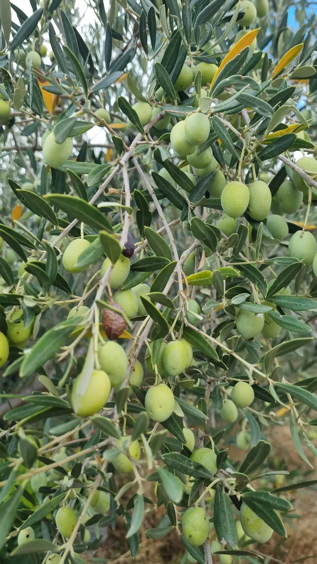 Conférence sur les ravageurs et les maladies de l’olivier