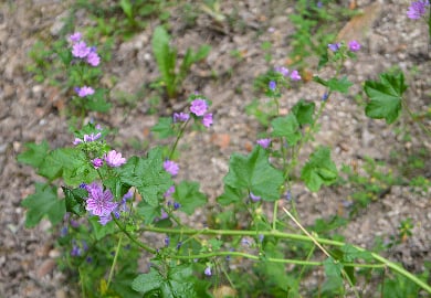 Fête de la nature : Découverte des spécificités  botaniques liées aux vestiges gallo- romains