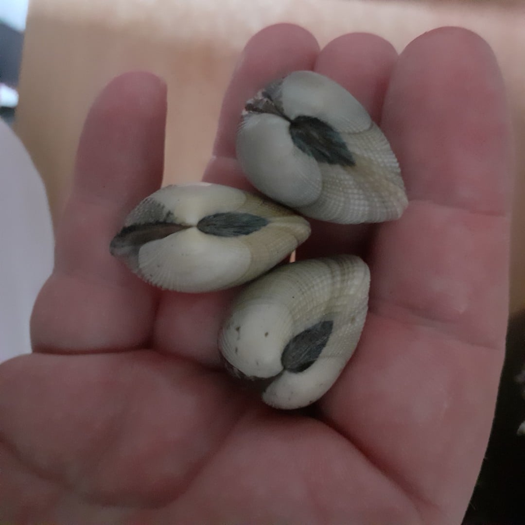 Venez découvrir la pêche à pied avec Monsieur Jean !